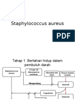 Staphylococcus Aureus Pato