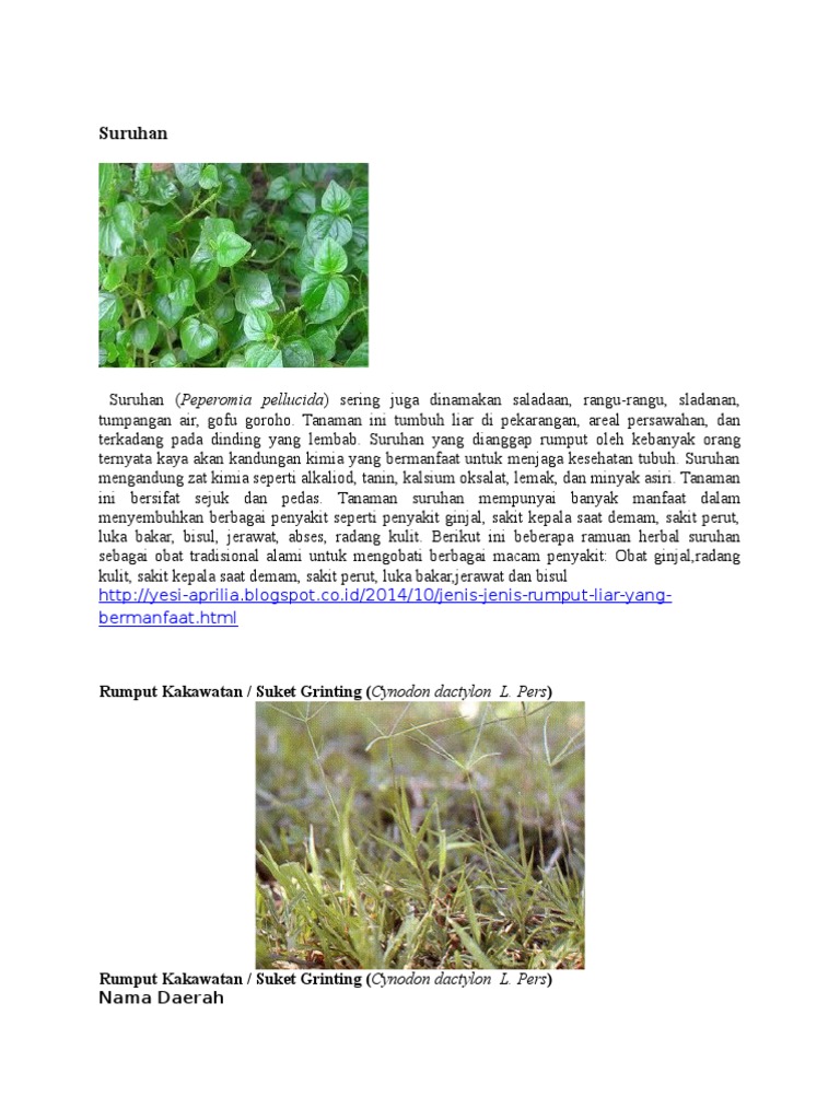 Manfaat dan Ciri Rumput Grinting | PDF | Griya & Taman | Sains & Matematika