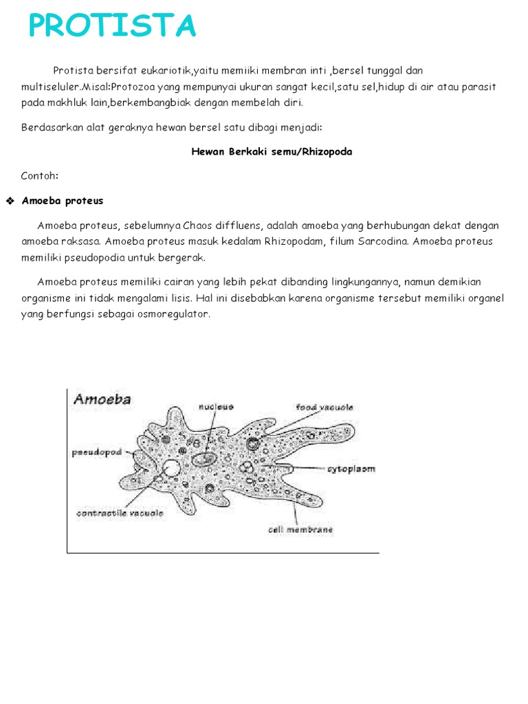 6600 Koleksi Gambar Hewan Amoeba Proteus Terbaru