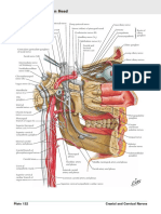 Autonomic Nerves in Head : Plates 53, 123, 134