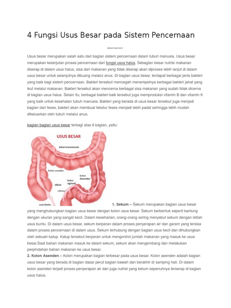 Fungsi usus besar dalam sistem pencernaan