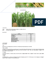 Crop Production - Forage Crops - Maize