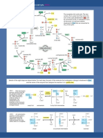 Citric Acid Cycle