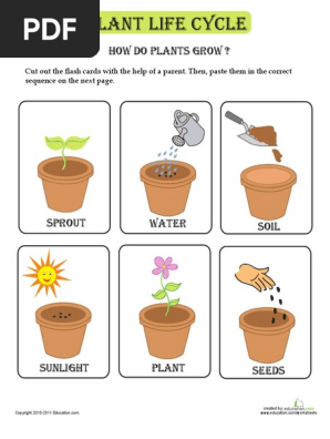 Plant Life Cycle Cards Pdf