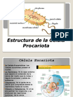Estructura de La Célula Procariota