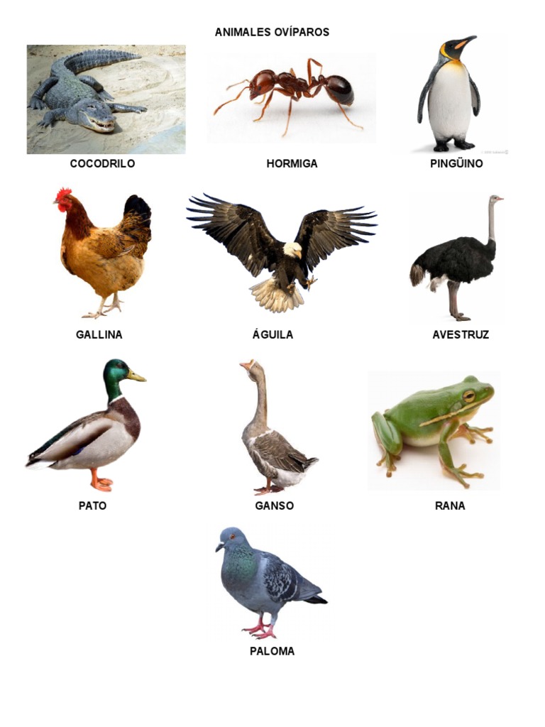 Animales Ovíparos