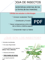 morfologia de insectos.pdf