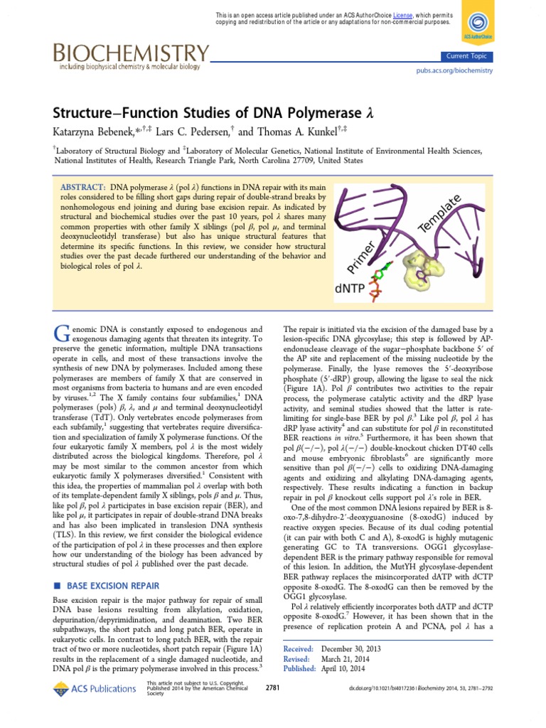 Research Journal DNA Polymerase | PDF | Dna Repair | Protein Domain