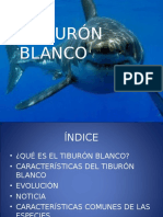 Tiburon Fernando