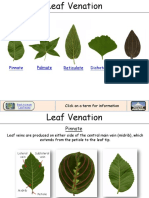 Leaf Ve Nation 01