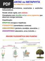 7 Reino Plantae Exercícios