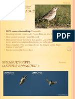 Sprague'S Pipit (Anthus Spragueii) : IUCN Conservation Ranking