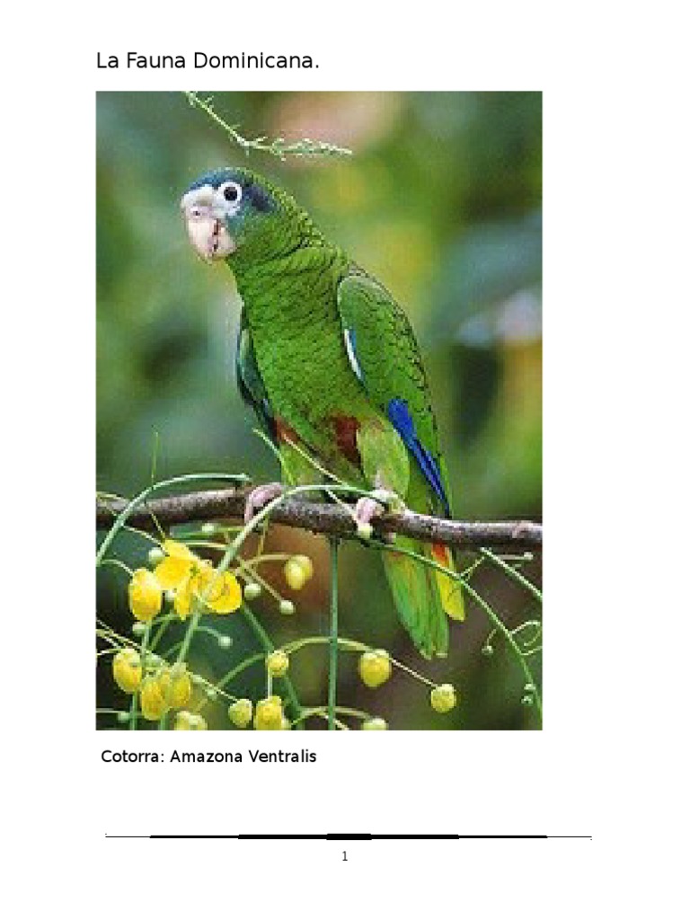La Fauna Dominicana Trabajo de Liz Terminado. | PDF | Flora | Aves