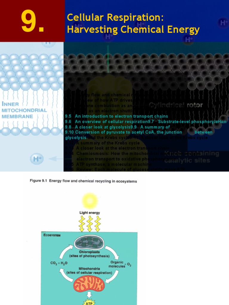 Cellular Respiration and Energy Flow | PDF
