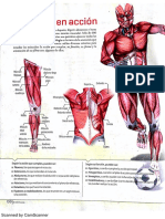 Musculos en Acción