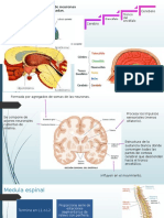 Sistema Nervioso