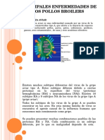 Avicultura - Principales Enfermedades de Los Pollos Broilers