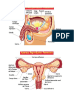 Aparato Reproductor Masculino y Femenino