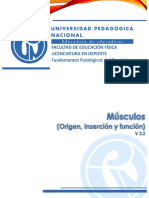 Musculos PDF