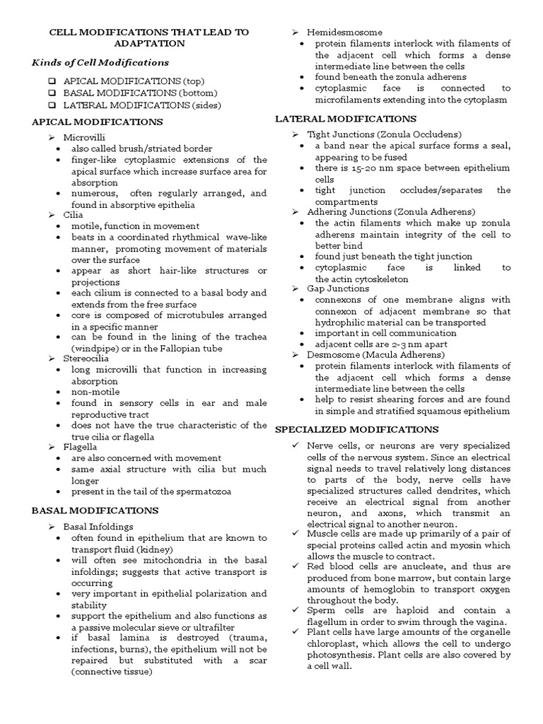 Cell Modifications That Lead To Adaptation | PDF | Epithelium | Cell ...