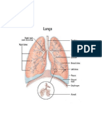 Parts of The Lungs