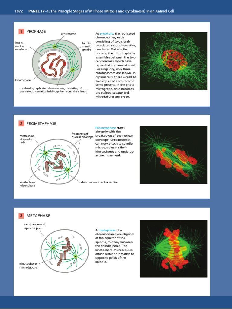 Mitosis Stages in Animal Cells | PDF | Mitosis | Cell Cycle