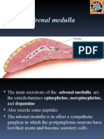 Adrenal Medulla