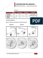 Anatomia Castracion