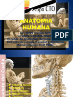 Anatomia 1v.pptx