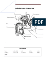 Male Reproductive System - Labeling