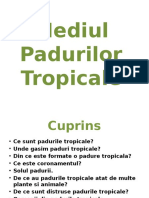 Mediul Padurilor Tropicale