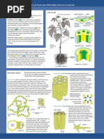 Plant Tissue Systems