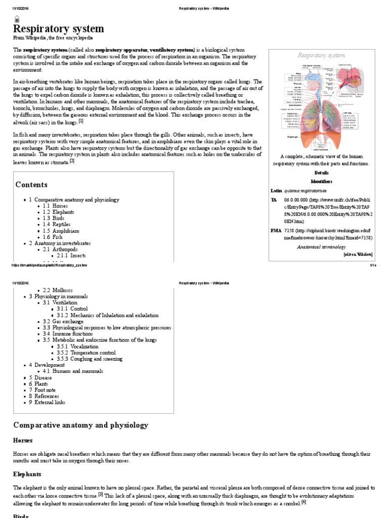 Respiratory System - Wikipedia | Respiratory System | Breathing