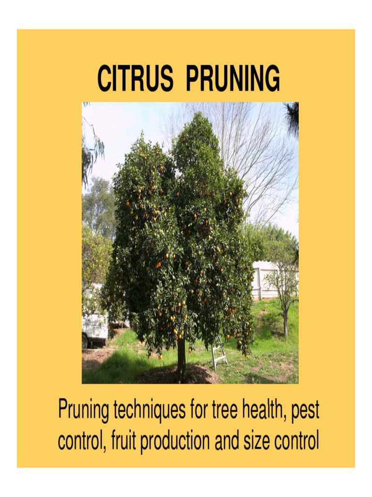 CITRUS PRUNING.pdf Pruning Trees