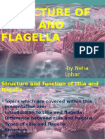 Structure of Cilia and Flagella: - by Neha Lohar