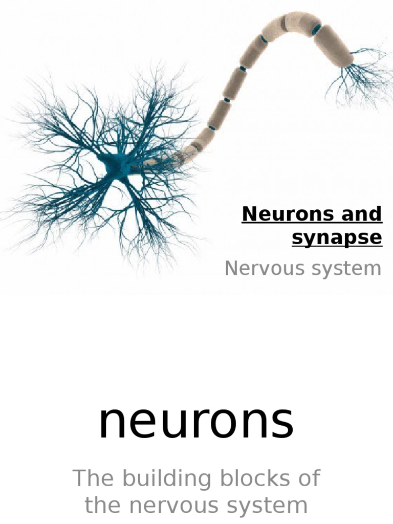 Synaptic Function in Neuron Communication | PDF | Chemical Synapse | Neuron