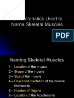 1-characteristics_used_to_name_skeletal_muscles-2.ppt