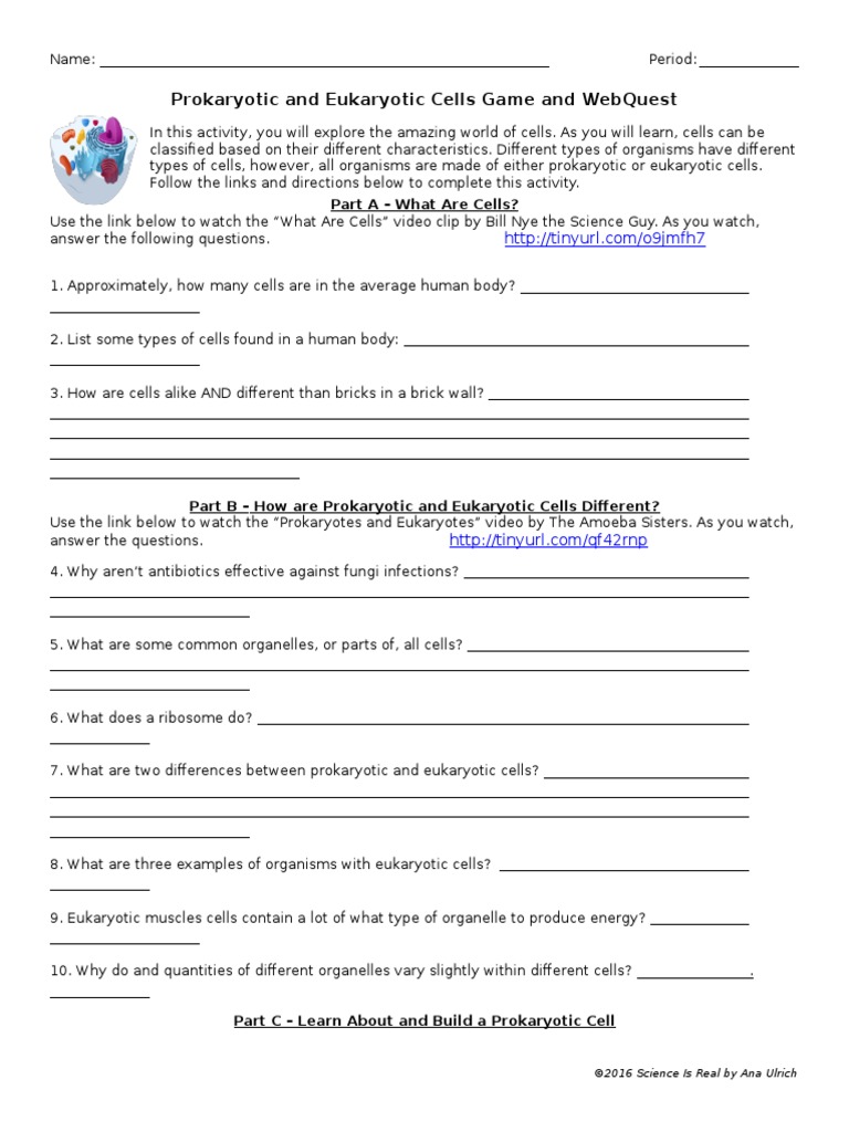 Cells quest Student Handout Organelle Cell (Biology)