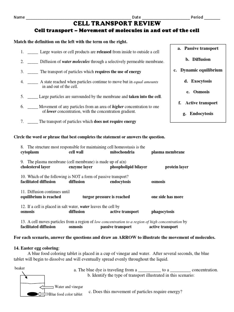 Worksheet Active And Passive Transport Worksheet Grass Fedjp