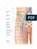 Imagenes Anatomicas