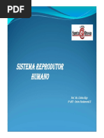 8ano Sistema Reprodutor Humano 2