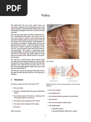 Vulva Labia Clitoris