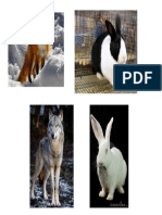 animales conejos zorro lobo.pptx