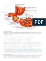 Anatomía Del Hígado