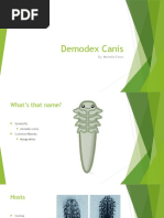 Demodex Canis