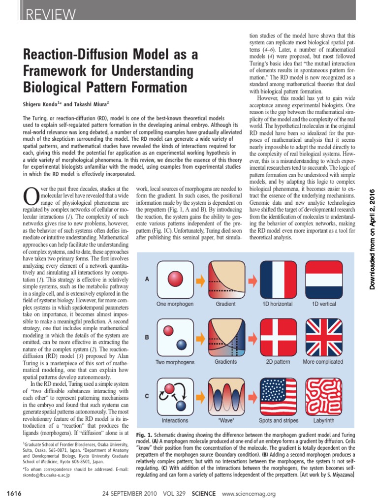 Reaction-Diffusion Model As A Framework For Understanding Biological ...