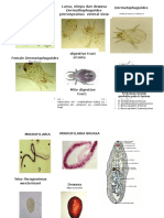 Cacing Tungau Gambar