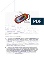 Prokaryotic Cells: Prokaryote