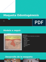 Maqueta 2 Histología