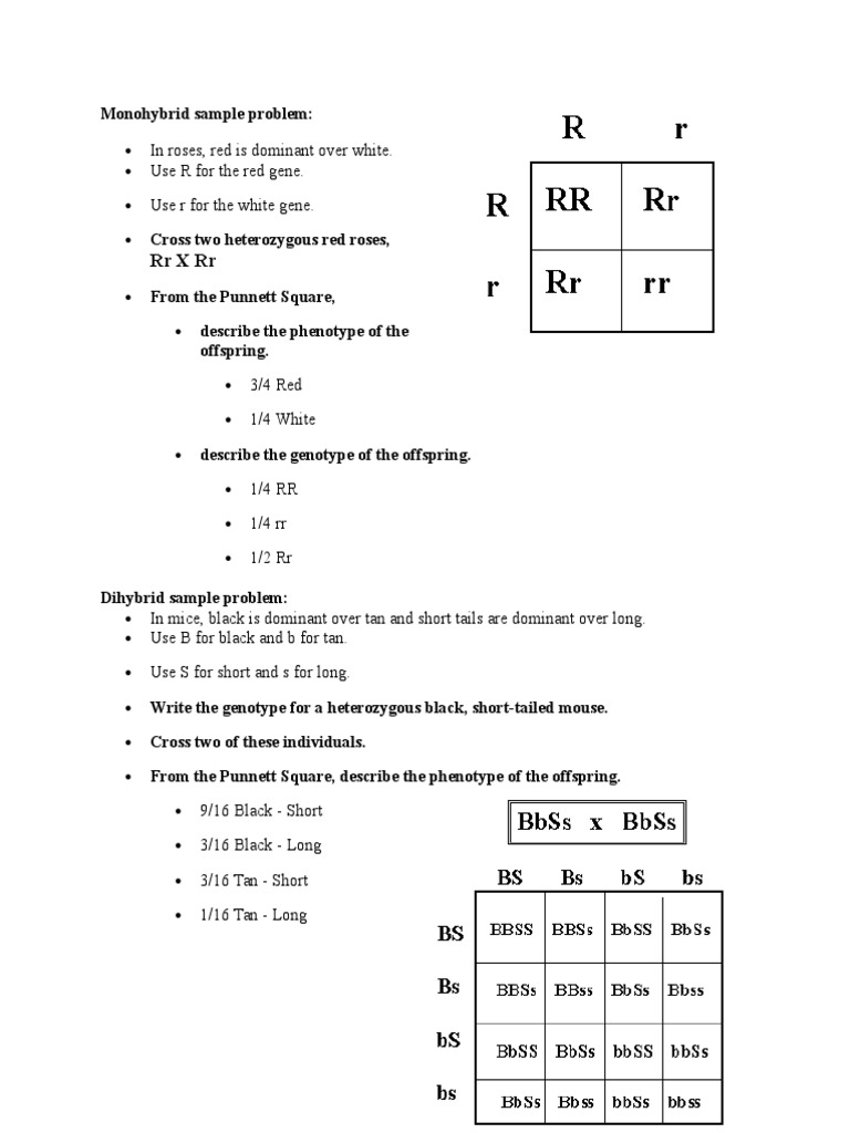Monohybrid Sample Problem | PDF | Meiosis | Zygosity